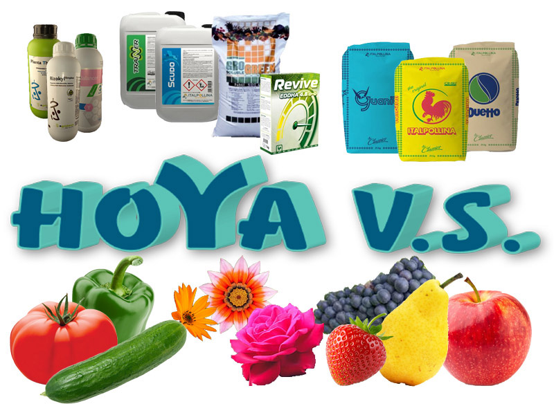 Hoya VS - djubriva u vocarstvu